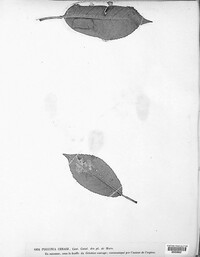Puccinia cerasi image